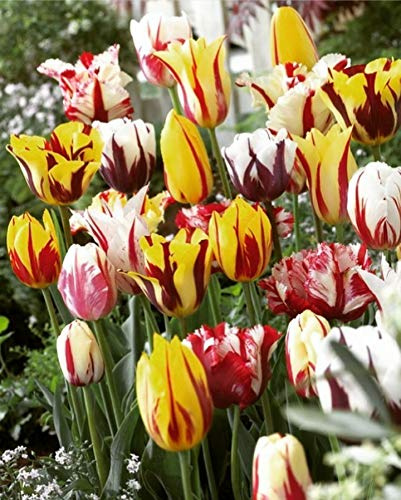 50 X Tulipani Rembrandt Misti - Tulipa Rembrandt Mix - Bulbi Alta Qualità (50)