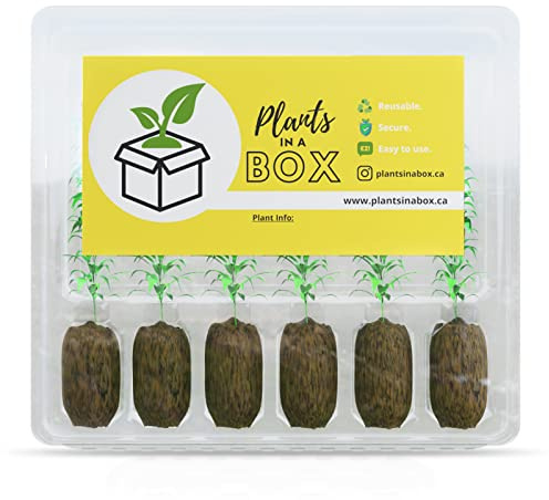 Plants in A Box Plant Cloner Shipping Box for Plants – Reusable Plant Nursery Pots Tempered Walls and Dedicated Root Compartment – Fits 10 Inch Tall Plants – Clone Shipper 6 Cell Clamshell (10-Pack)
