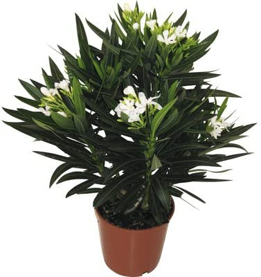 Adelfa o Oleandro Natural Planta de Flores Blancas para Jardines o Terrazas