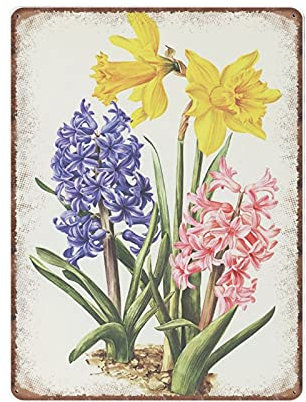 Narzissen und Hyazinthen Botanische Blechschilder von 1964, Vintage-Frühlingsdekoration, botanische Kunst, lustiges Metallschild, Poster, Wandkunst, Kneipe, Bar, Küche, Garten, Badezimmer,