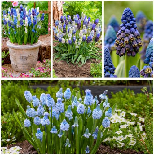 Bulbi Fiori Perenni da Esterno - 50 Bulbi Muscari Super - Mix di 5 varietà e colori - Piante esclusive dall’Olanda - per giardino, vaso e balcone (non semi, non artificiali)