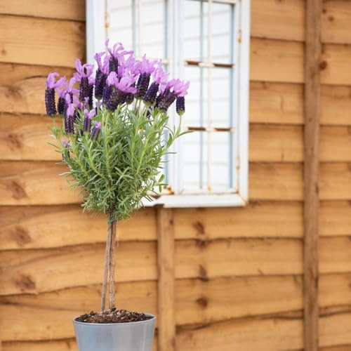 Lavender Stoechas Ruffles Blueberry - Unique Frilly Purple Blooms and Aromatic Evergreen Shrub - 1x 1 Litre Pot by Thompson and Morgan