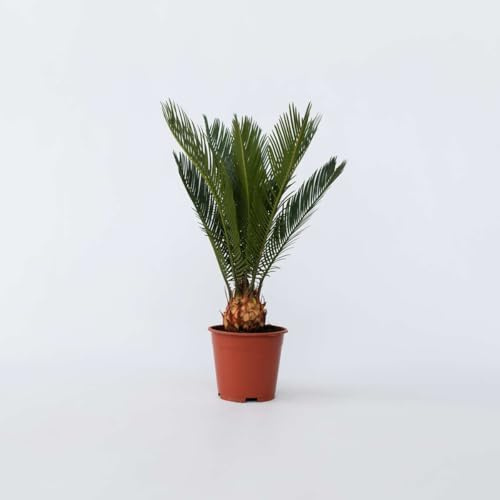 Cycas Revoluta - Palmier nain - 45-60cm - Ø15cm