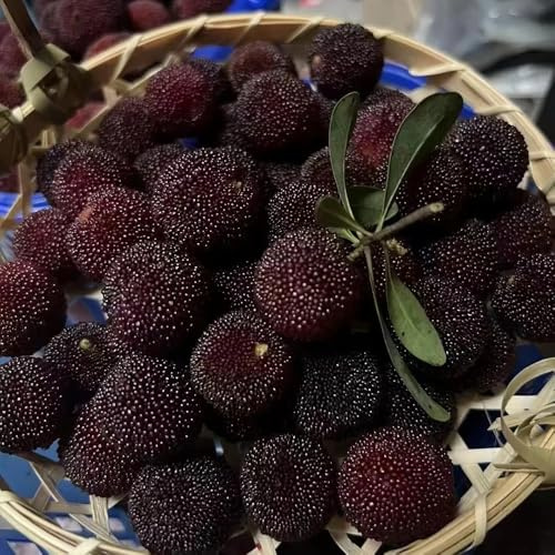 Erdbeerbaum balkongarten obstpflanzen bonsaibaum obstbäume kaufen winterharte kübelpflanzen bonsai bäumchen kaufen arbutus balkonpflanzen topfpflanzen gartenpflanze pflanztöpfe 5samen