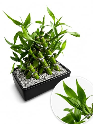 POWERS TO FLOWERS - LUCKY BAMBOO INTRECCIATTO IN VASO CERAMICA NERO, 18X13, Pianta Vera