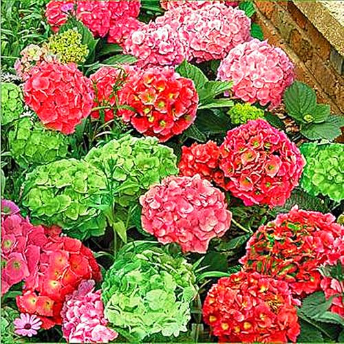 Hydrangea Bulbs UK,Excellent Display,Potted-Plants-Rhizome,Hydrangea Plants for Garden-2bulbs-F