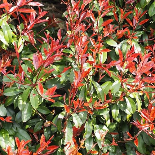 Photinia Fraseri Magical Vulcano - Photinia Fraseri Magical Vulcano Pot 2l - Plante En Pot - Hauteur 1,5 à 2 m - Exposition Soleil ou Mi-ombre Livré en