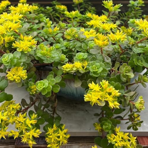 semillas de sedum - perennes resistentes interior variedades antiguas jardín exóticas 250pcs