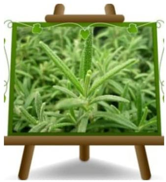 Rosmarinus Officinalis - romero planta aromática en maceta 14