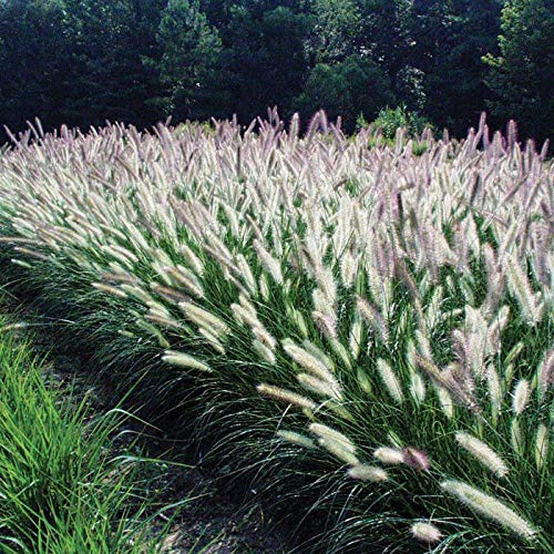 Stauden Gänge 3 x Pennisetum alopecuroides 'Foxrot' Lampenputzergras | Mittelhohes Ziergras für Sonne, Blüte Juli bis Oktober, mehrjährig, 1 L Topf