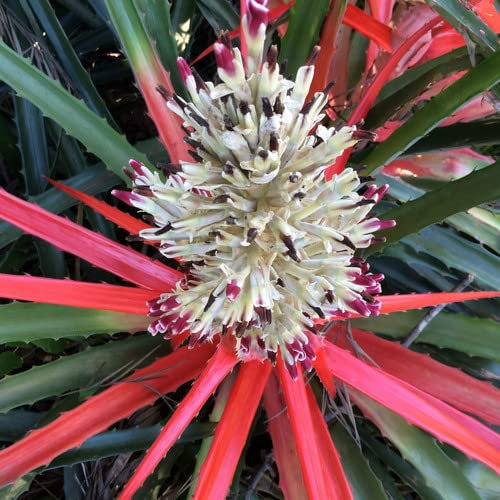 Plant World Seeds - Bromelia Pinguin Seeds (Tropical and Conservatory Seeds)