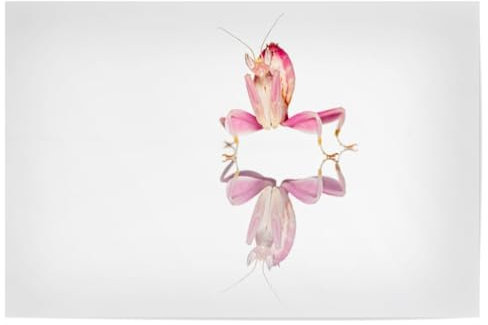 artboxONE Poster 75x50 cm Tiere Eine Orchideen Gottesanbeterin - Bild gottesanbeterin fangschrecke gottesanbeterin