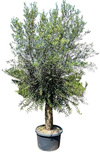Tropictrees Olivenbaum stammumfang 50-60cm, 70 jahre alt, 240cm winterhart, Olea Europaea olive