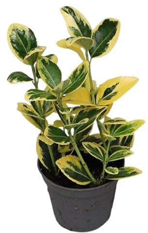 Arbusto de Euonymus Variegata – Planta Viva con Hojas Decorativas Ideal para Bordes y Setos