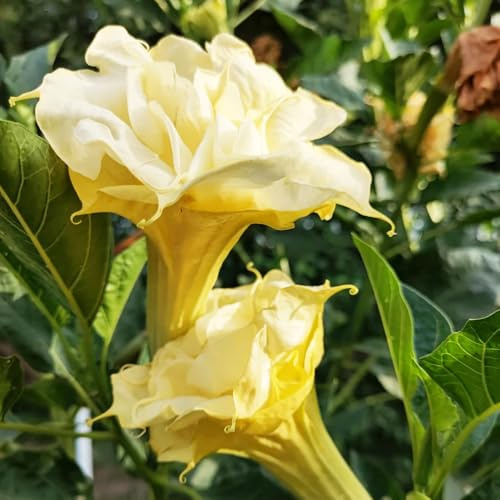 EngelstrompetePflanzeSamen、gartenpflanzen、langer Blütezeit für einePflanzengarten、Wunderschön leuchtende mit geschenke für garten 300pcs