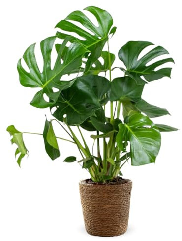 Attitude Jardin - Monstera deliciosa avec panier en jonc de mer - plante trouée - purificateur d'air - 70-80 cm - ⌀ 19 cm - plante d'intérieur