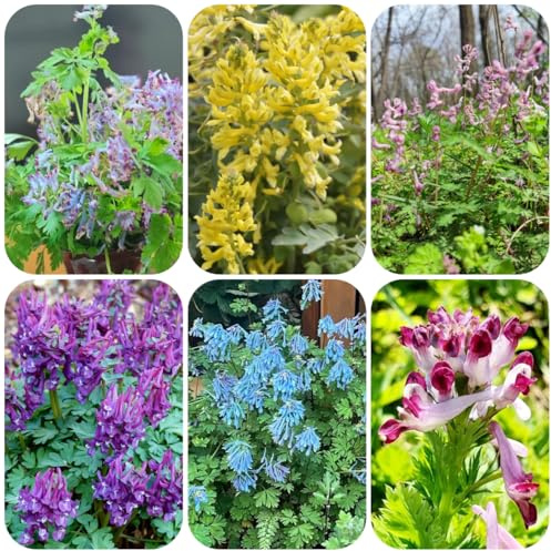 semillas de espuela de caballero - exóticas resistentes para jardín otoño, semillas silvestres raras, decoración 200pcs