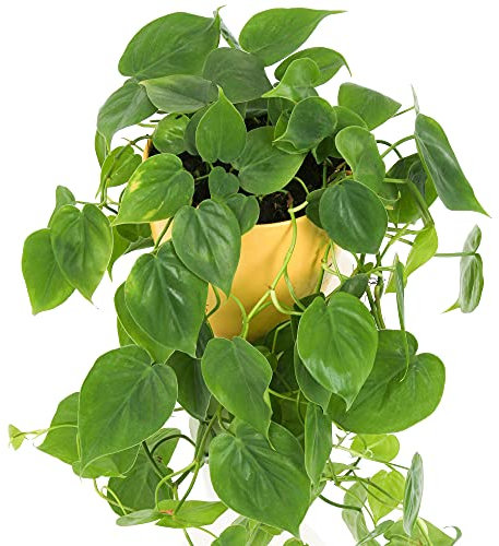 1 x Philodendron scandens | Filodendro Rampicante Indoor da Appendere