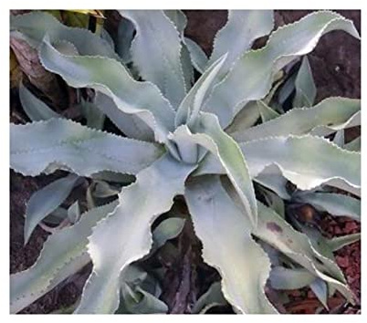 Stk - 10x Agave pablocarrilloi Colima Steinagave Garten Pflanzen - Samen ID713 - Seeds & Plants Shop by Ipsa