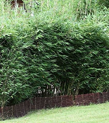 Blauer Drachenschuppenbambus Blue Lizard® 125-150cm - Fargesia murielae - lebende Gartenpflanze aus den Baumschulen