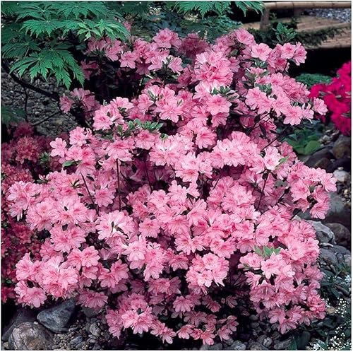 GrowOn Shrubs Dwarf Japanese Azalea Japonica 'Diamant Pink' | Evergreen Shrub | Outdoor Garden Ready Plant | Spring Flowering | Light Pink Flowers