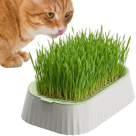 Lunaobrik Erdfreies Katzengras Anzuchtset,Abnehmbar Wiederverwendbar 2-Stufen Pflanzschale - Pflanzgefäß Für Katzengras | Zur Platzierung In Innenräumen Sowie Im Außenbereich Auf