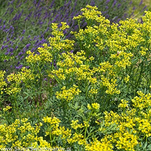 Ruta Graveolens Seeds - Rue Seeds - Medicinal Herb 150 Perennial herb Seeds