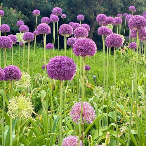 Semillas de Allium giganteum, productos sostenibles Semillas de puerro gigante, semillas de resistentes para el jardín 300pcs