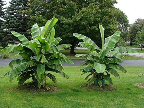 Winterharte Banane 'Musa Basjoo' 30 cm + 2 Pampasgras Weiß/Rosa (Cortaderia selloana) – Exotisches Set, Frostresistent, Ideal für Garten & Terrasse