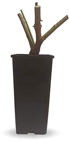 Rosal Perfumado Colores Surtidos en Maceta de 20cm Planta Natural