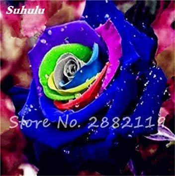 200 pièces rari Semi di Crisantemo Semi Perenne Vaso Fiore del Crisantemo Giallo di Calendula per Il Giardino Domestico Piantare Crisantemo Semi