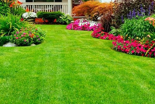 Semillas de Césped 1Kg Grama Fina Un césped Envidiable a tu Alcance