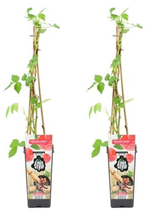 Bloomique - 2x Rubus Idaeus 'Héritage' - Himbeerpflanze - Obstpflanzen - Gartenpflanzen - Winterhart - ⌀14 cm - Höhe 60-70 cm