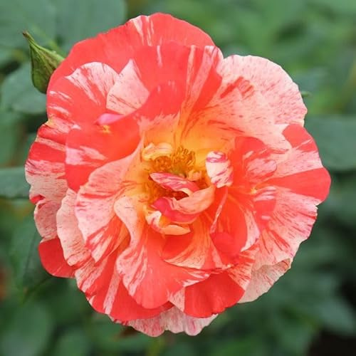 Heirloom Roses Rose Plant - Grimaldi ® Multi Rose Bush, Floribunda Live Plant for Planting Outdoors