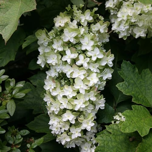 Plant Theory Snowflake Oak-leaved Hydrangea Hydrangea Quercifolia Shrub Plant 2L Pot