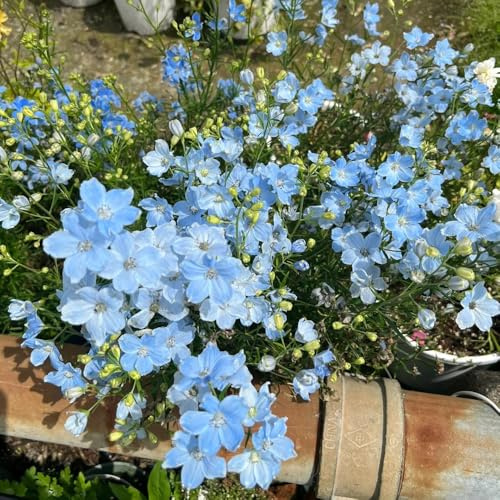 rittersporn, zierblumen blumendeko delphinium winterhart frühlingsblume, blumenwiese mehrjährig schnittblumen 600samen