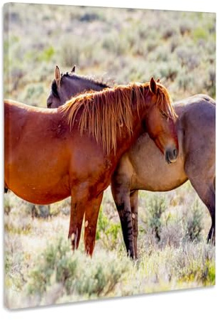 3dRose USA, Colorado, Sand Wash Basin. Close-up of wild horses. Museum Grade Canvas Wrap 11x14