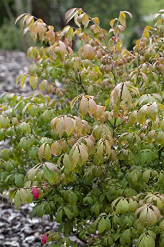 Euonymus alatus 'Compactus' 60–80 cm – Winterhart, Mehrjährig, Pflegeleicht – Flügel-Spindelstrauch – Heckenpflanze für Garten & Sichtschutz