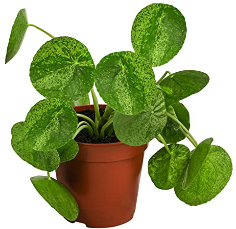Dehner Glückstaler Mojito, panaschierte Blätter, ca. 15 cm, Ø Topf 13 cm | Pilea peperomioides, Zimmerpflanzen-Rarität, überhängender Wuchs, heller Standort ohne direkte Sonne