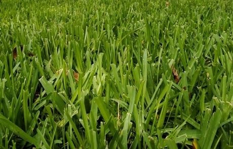 Gramigna o cynodon dactylon semi confezione da 5 kg