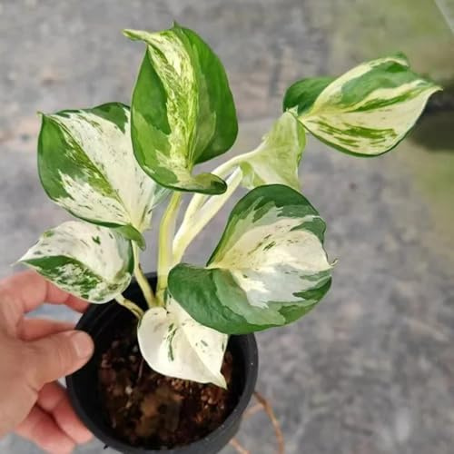Semi di Pothos - sempreverde, resistente al freddo verdi arredamento del soggiorno interno vecchie varietà balcone d'appartamento facili curare prodotti 350pcs