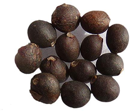 Sauge Officinale Bio - 0,20 grammes - Salvia Officinalis L. - Sage - SEM02