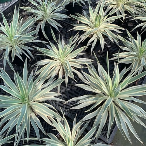 semi di yucca filamentosa, arbusti per il giardino perenni resistenti e perenni decorazione da giardino per esterni semi selvatici siepi arbusti 30pcs