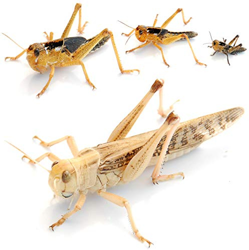 proinsects Wanderheuschrecken subadult 100 STK. - Futterinsekten
