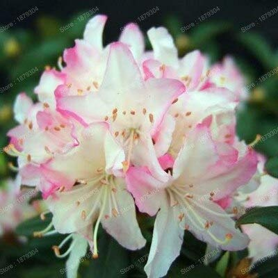 Graines de fleurs de rhododendron fraîches à planter rose clair paquet de 100 graines
