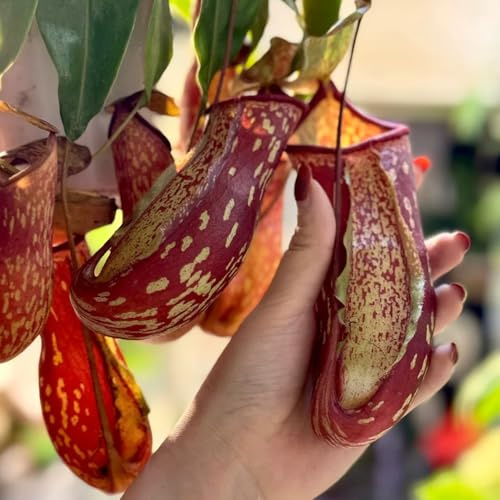 nepenthes-kannenpflanze fleischfressende, pflanzensamen steingartenpflanzen winterhart topfpflanzen 10samen