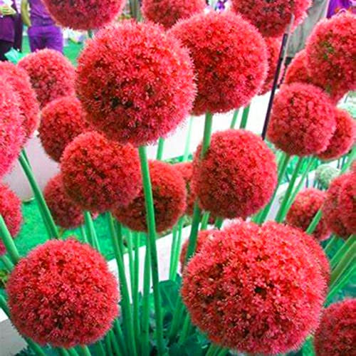 Winterhart pflanzen,Mehrjährige Blumenzwiebel,Lebende Pflanzen,Allium Zwiebeln,Zierlauch Zwiebeln Winterhart MehrjäHrig,Allium caeruleum-15 Zwiebel