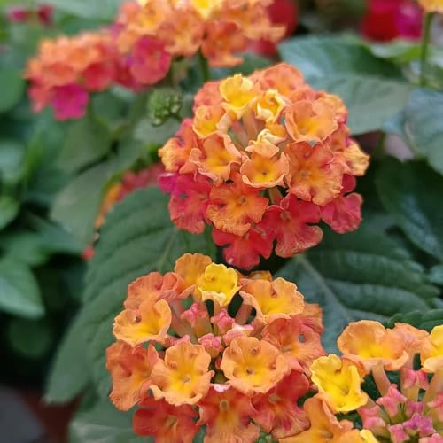 wandelröschen - lantana - wohnzimmer deko, green wall hängend frühlingsblume für sonnige 40samen