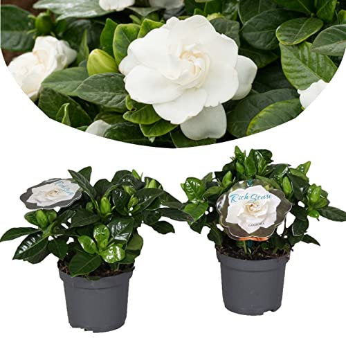 Plant in a Box - Set de 2 Gardenia Jasminoides - Planta de interior Cape Jasmin - Maceta 13cm - Altura 20-30cm
