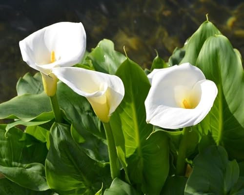 Graines de fleurs de calla 100 pièces blanches